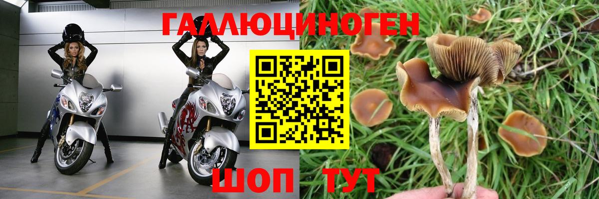 Псилоцибиновые грибы прущие грибы Мурино